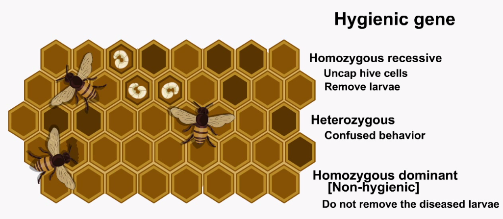 54e8aa777bf577636af3ac86_Behavioral%20Ecology2-%20Genetic%20Basis%20of%20Behaviour.png